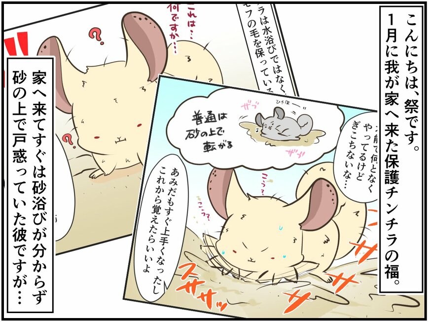 「お風呂返して！」お掃除中のプレイバスを返してと訴えるチンチラさんの様子が切ない【チンチライフ90話】 