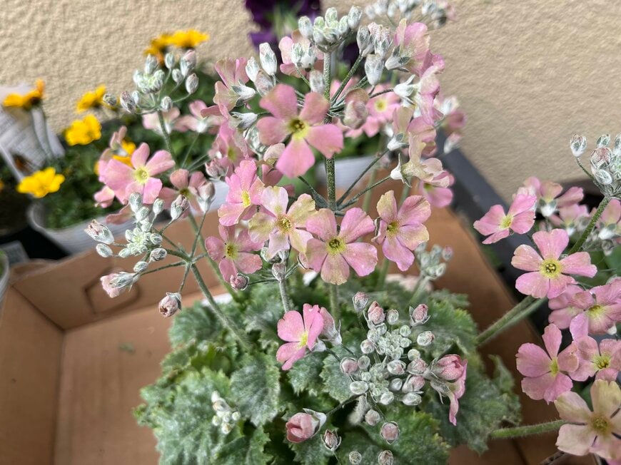 LIMOガーデニング部撮影