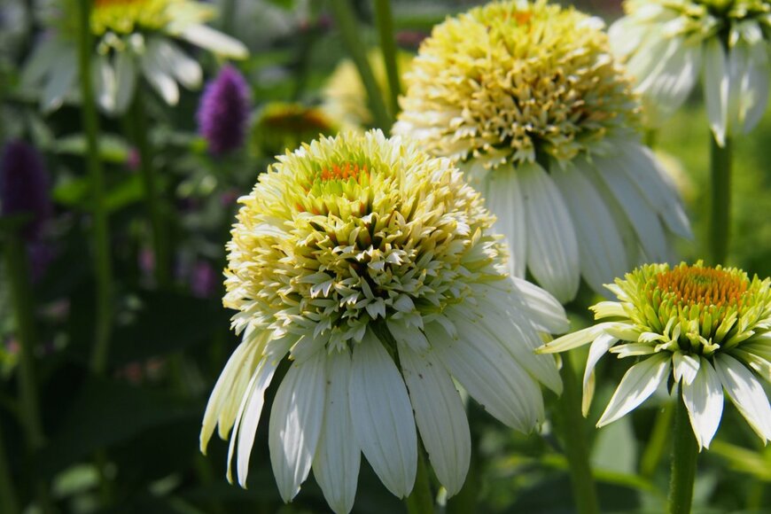 Anna Gratys/shutterstock.com