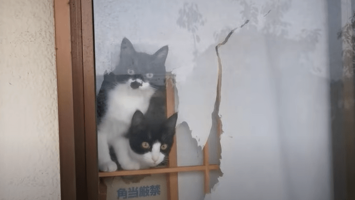 「もうやめて～！」飼い主泣かせな『おてんば子猫』のイタズラに思わず同情しちゃいます