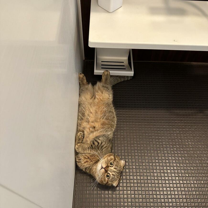 出所：@ponpokopontanu