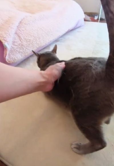 出所：@mochimochi_brothers