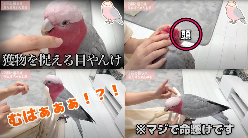 出所：@anz_omomiri