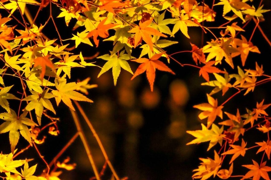 埼玉県でムーミンの世界観を楽しめる紅葉スポット　絵本のような景色に「夜も素敵」「行ってみたい」