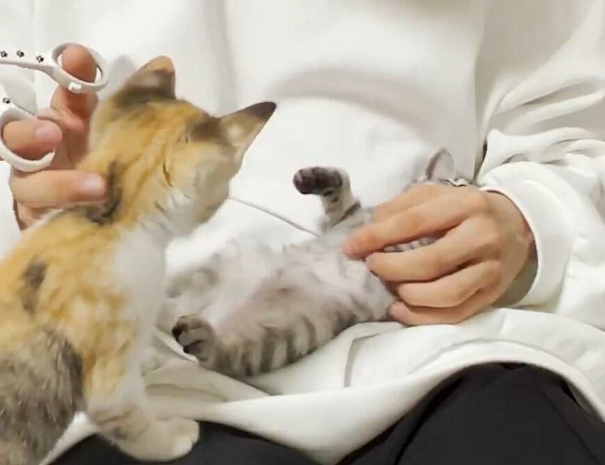 出所：@totomaru_hanmi