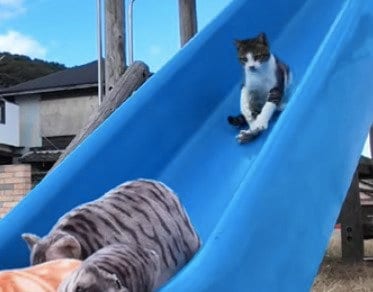 出所：@ImpressedCatVideo