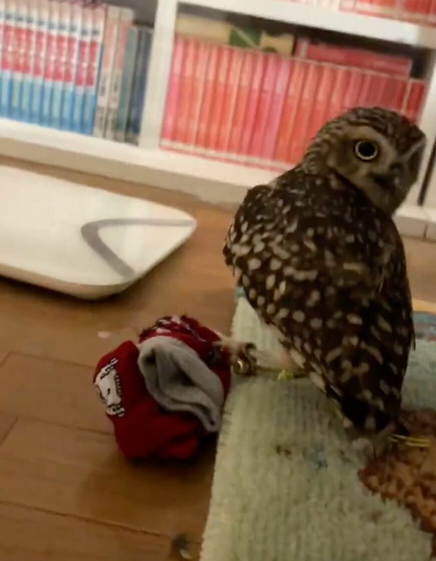 出所：@chimaki_anahori