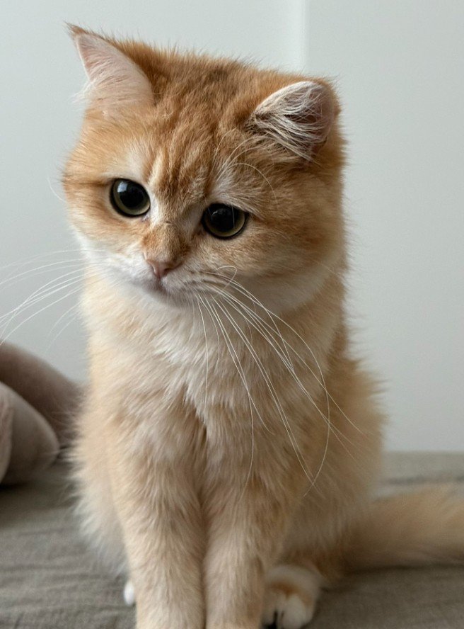 【何を掴んでいるの？】ぬいぐるみのようにかわいい猫　「謎の寝姿」にほっこり