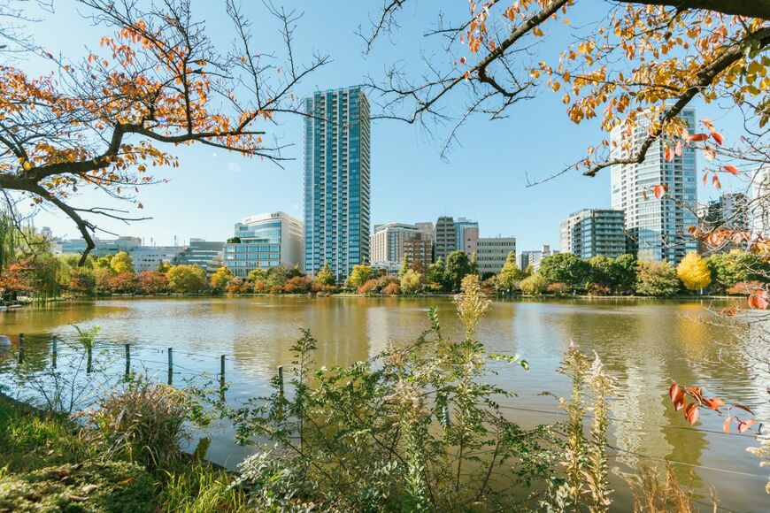 東京・上野公園の不忍池で「100センチ超えの外来魚」を目撃　鯉の倍ほどある姿に注目集まる