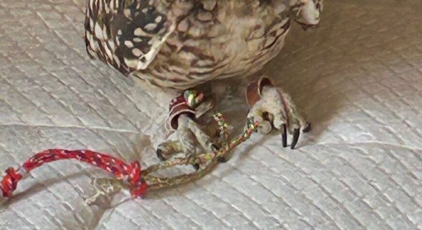 出所：@chimaki_anahori