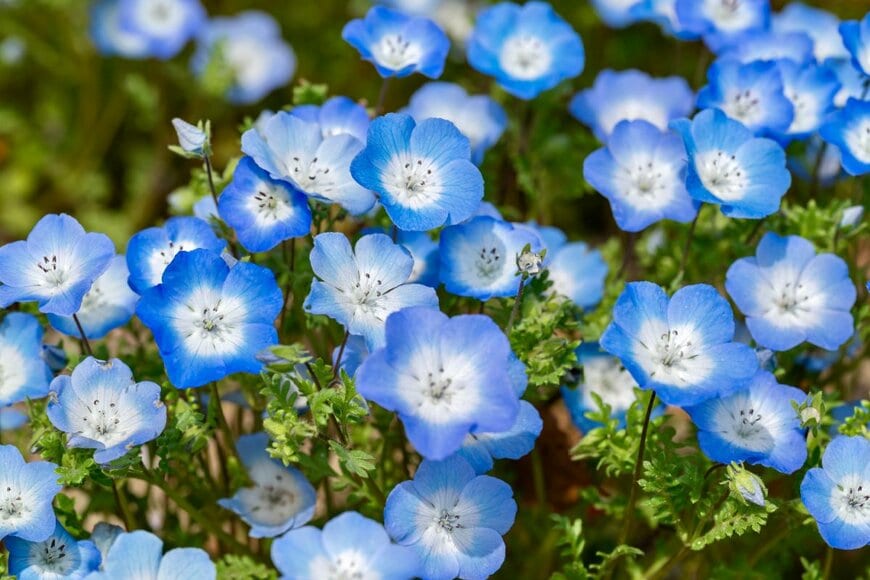 TOMOYA87/shutterstock.com