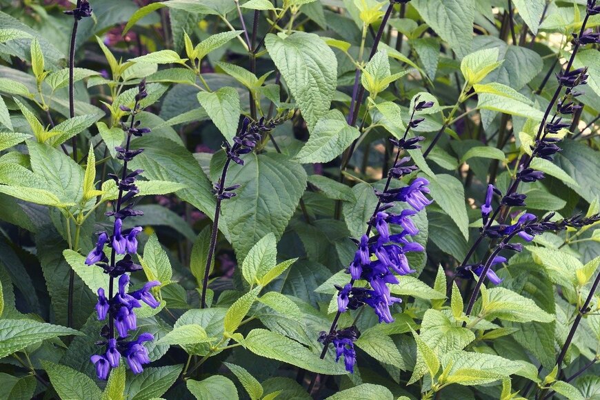 Salvia officinalis/istockphoto.com