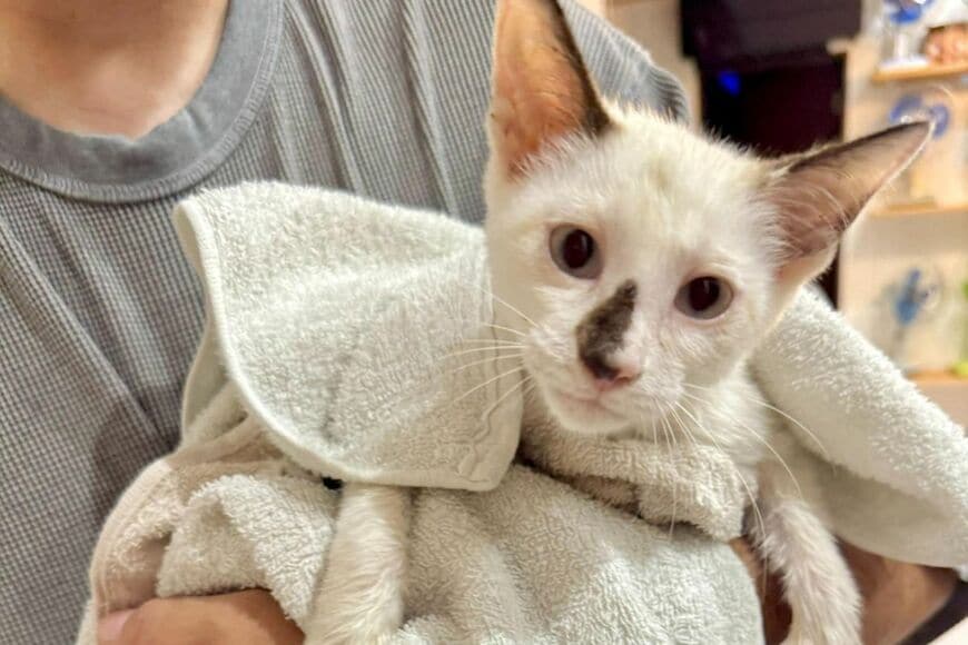 「ガリガリに痩せ細った子猫」を保護　3か月後の変化にホッコリ「愛情と栄養が行き渡ってるんだと…」