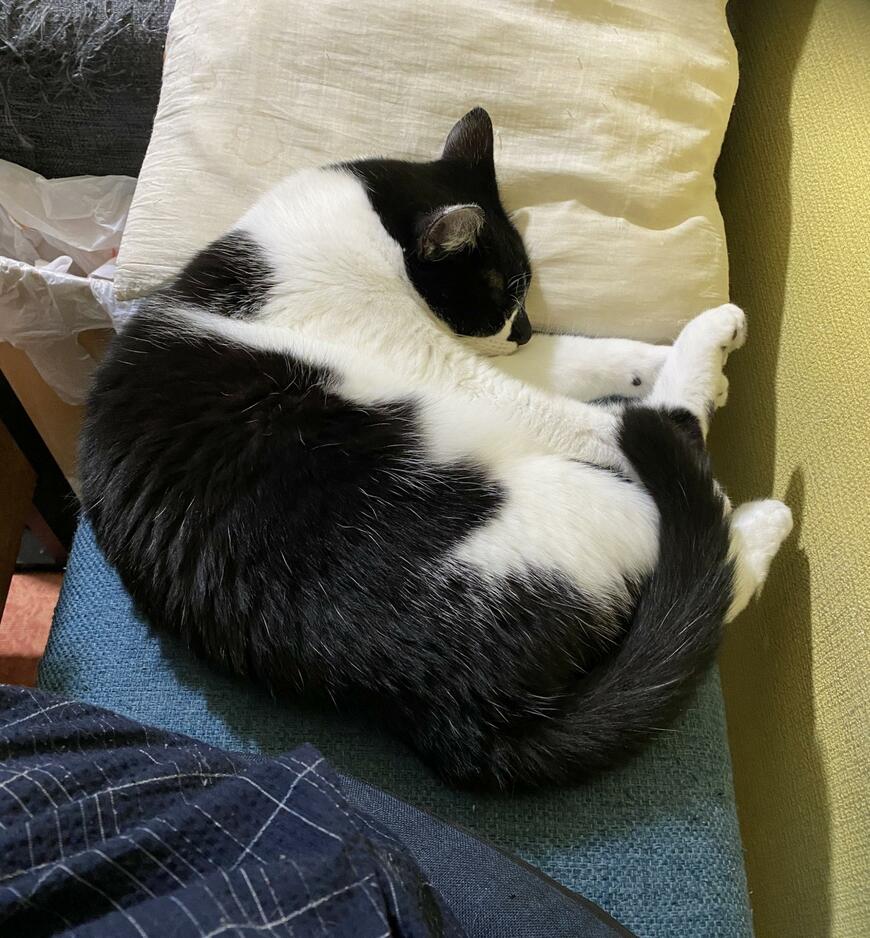 横たわる猫を見ていた飼い主さん「発見した存在」に思わず笑ってしまう