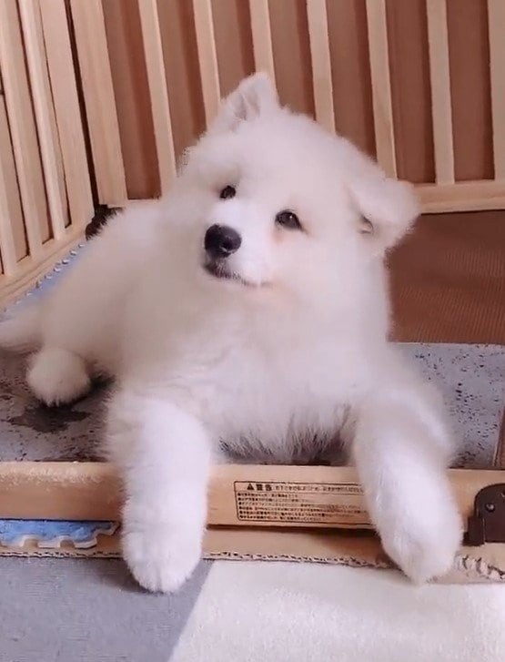 出所：@samoedsoran