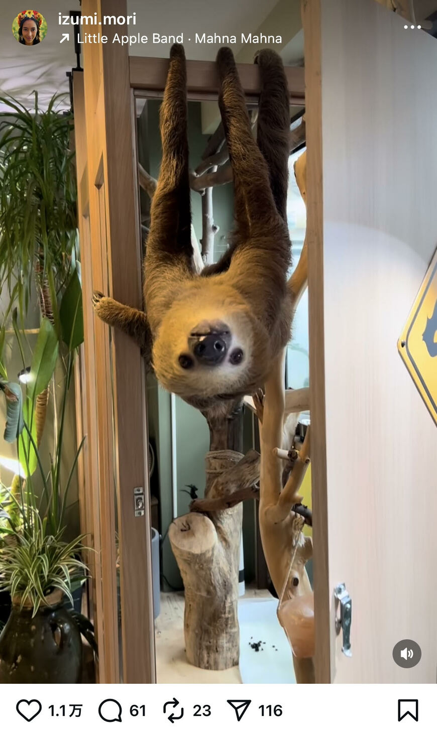 出所：森泉のInstagram（@izumi.mori）参照日：2025年11月6日