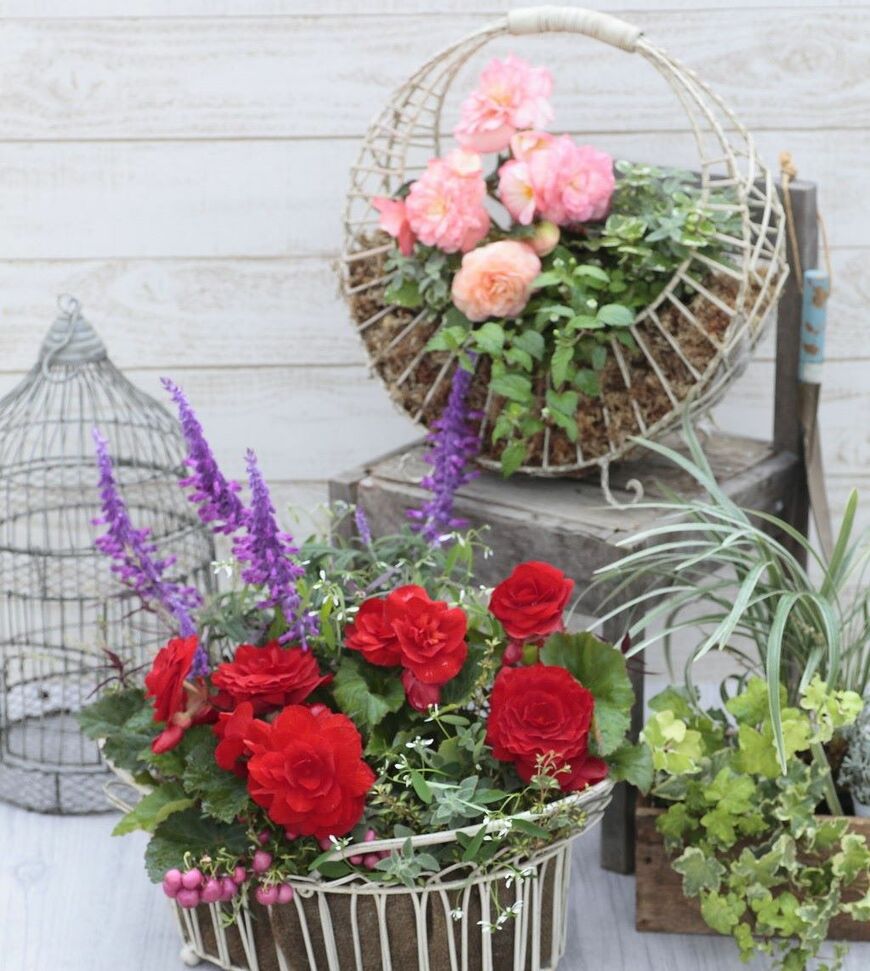 フォーチュンベゴニア®の寄せ植え（画像提供：株式会社 サカタのタネ）