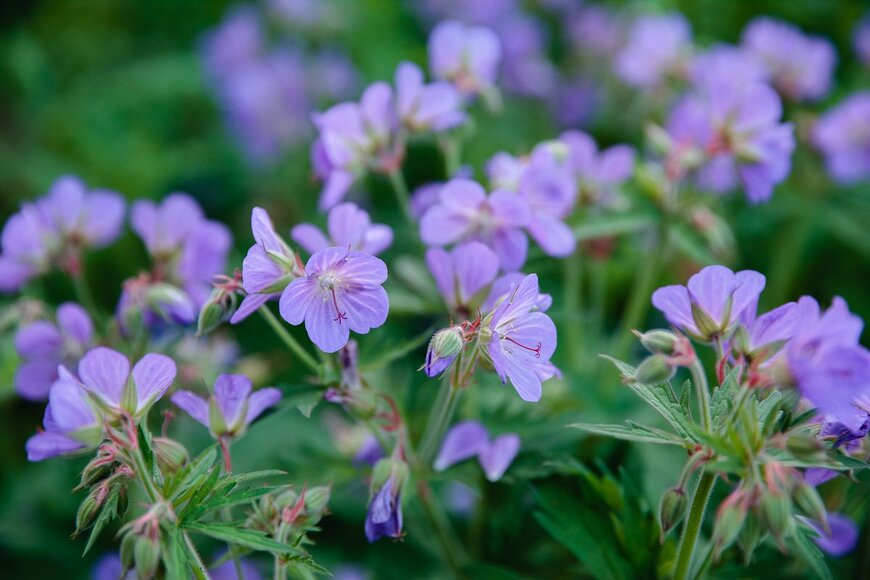 Larisa Bakina/Shutterstock.com