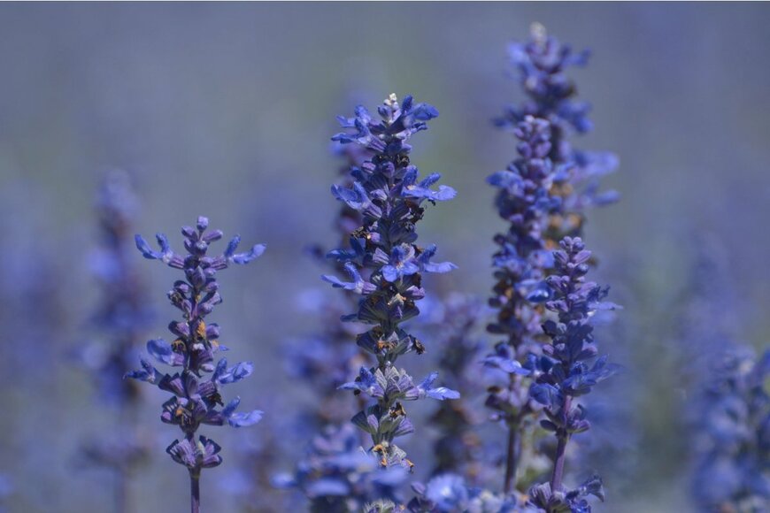 Boonthasak1995/shutterstock.com