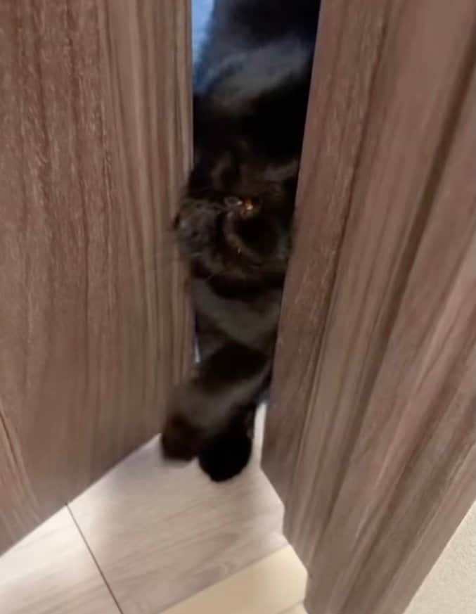 出所：@kotetsu_0420