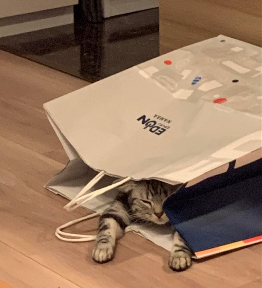 「ねこをダメにする紙袋」に入ってしまった猫　横から見た図に思わず悶絶