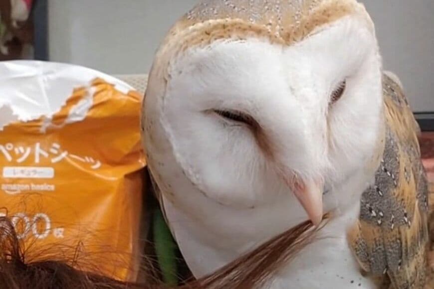 【きれいにしてあげる】飼い主の毛繕いしてくれるフクロウさん　「まさかの展開」に目が離せない…