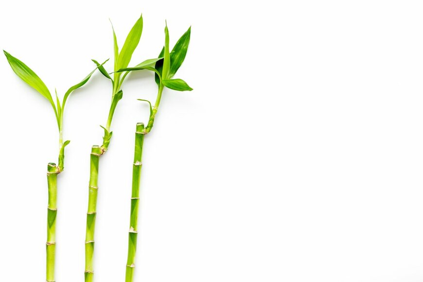 9dream studio/Shuttesrtock.com