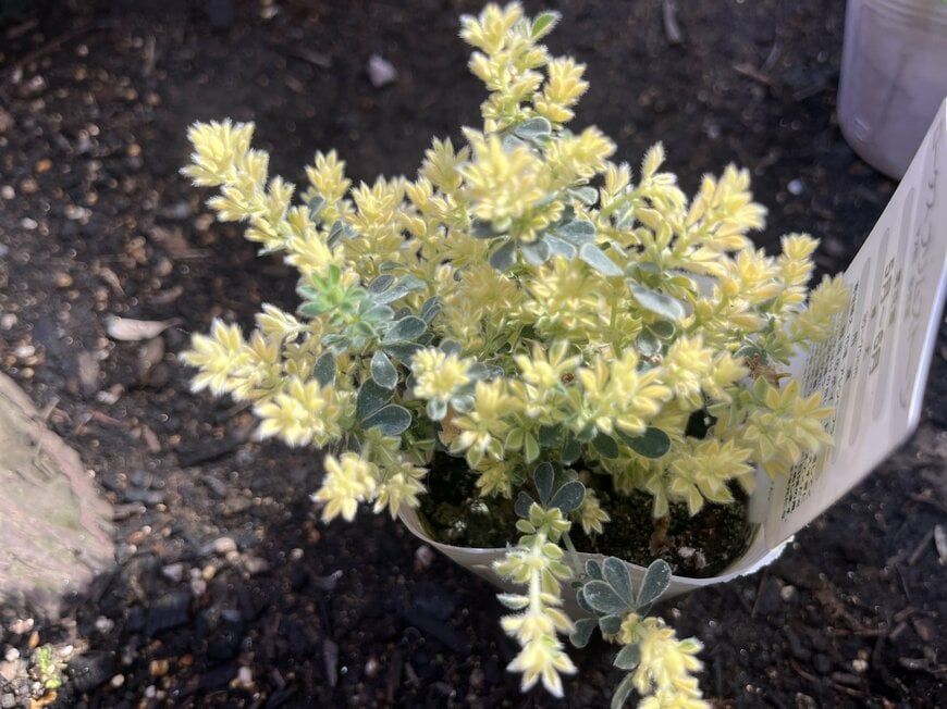 LIMOガーデニング部撮影