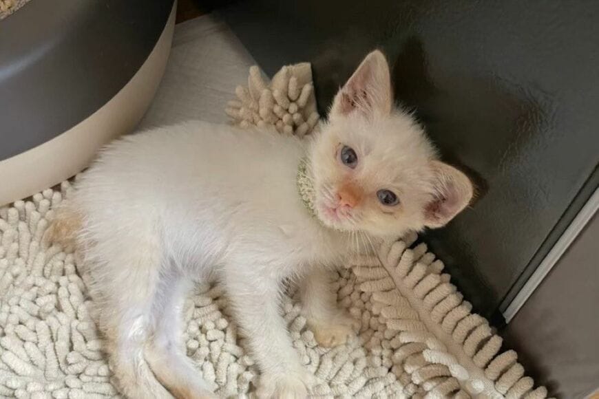 ストーブの前でくつろぐ「白い猫」に違和感　毛色の変化に思わず笑ってしまう