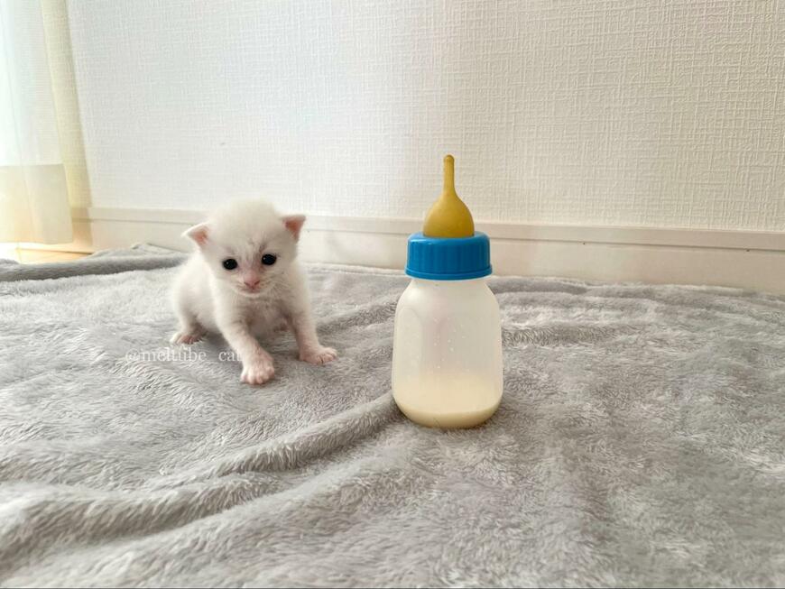 哺乳瓶ほどの大きさだった保護猫　筋骨隆々のビフォーアフターにビックリ！