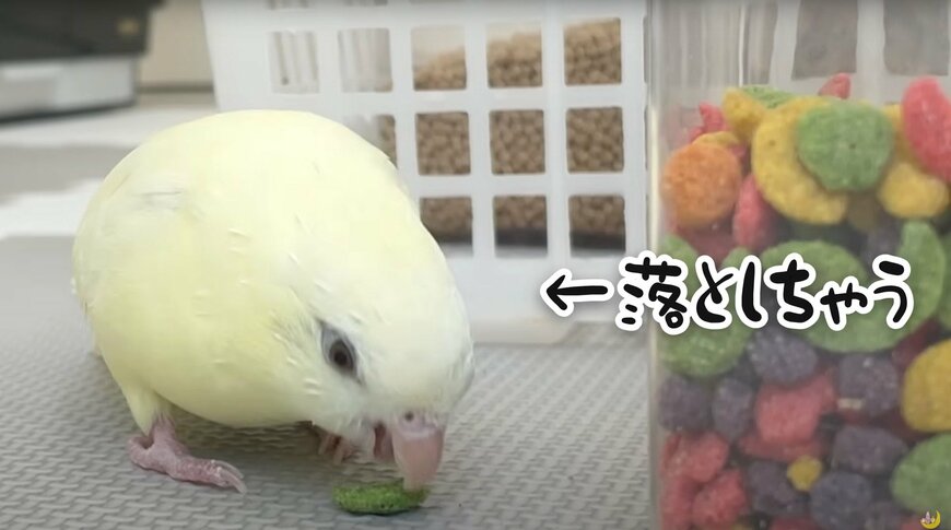 【デカ盛り希望のインコ】口からあふれるほどのエサをご所望のインコに胸キュン！