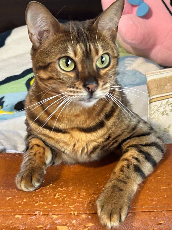 「こわっ！！」野性味あふれる猫の行動が話題　飼い主を「監視」する様子に思わず二度見