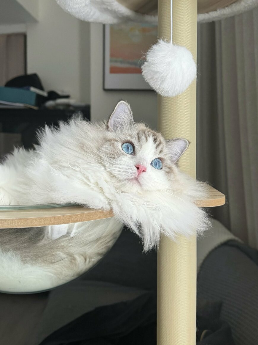 普段のクロエちゃんの様子