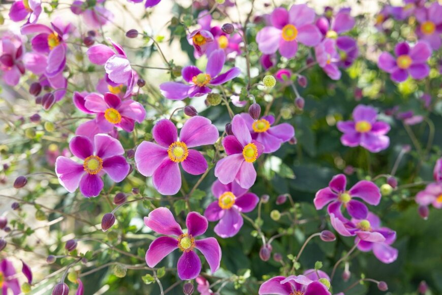 シュウメイギク。色はピンク