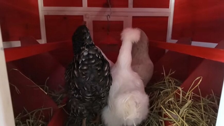 森泉のYouTube動画のスクリーンショット