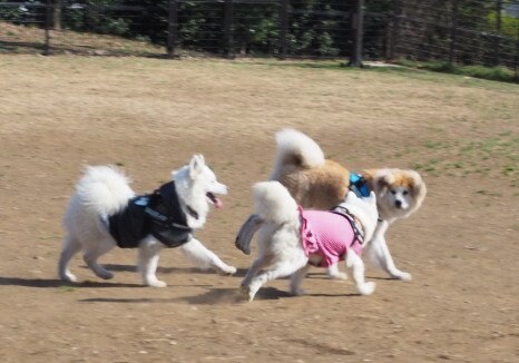 サモエドと一緒に遊ぶ秋田犬