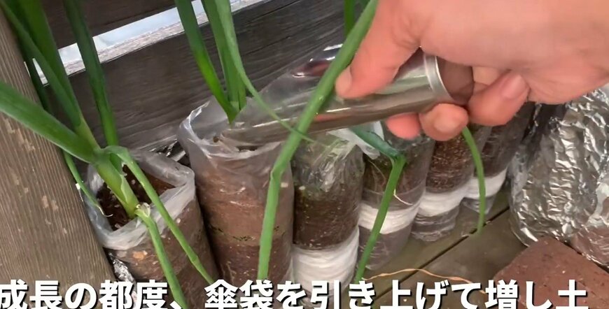 長ネギの栽培方法
