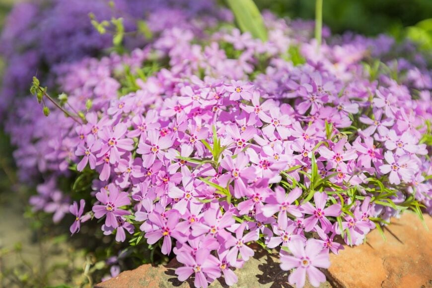 桜に似た小花がじゅうたんのように広がる「シバザクラ」