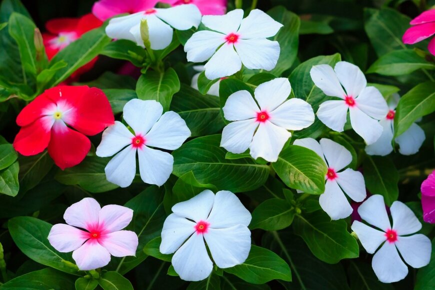 ニチニチソウの花。色は白、赤、ピンク