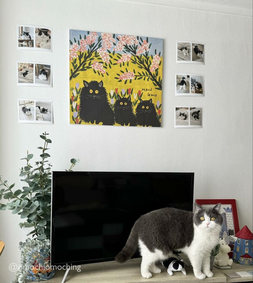 テレビの前の猫