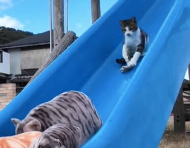滑り台を滑ってしまう猫