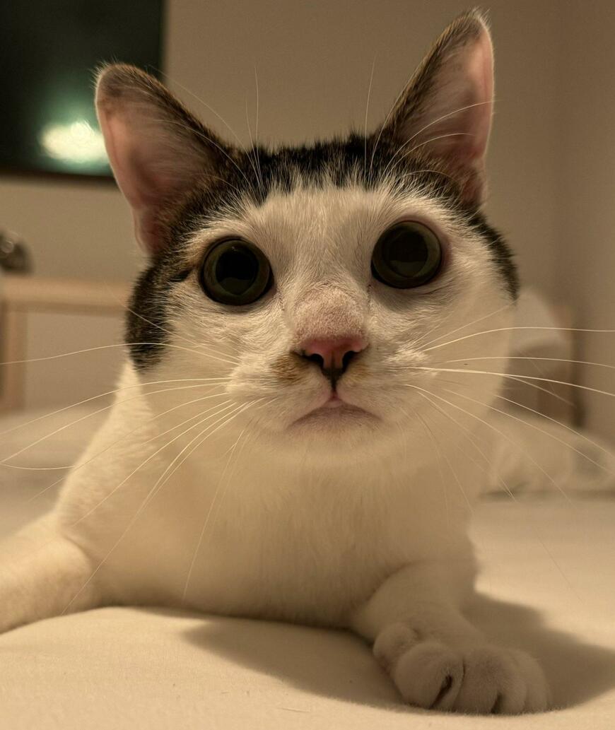 大人になった猫