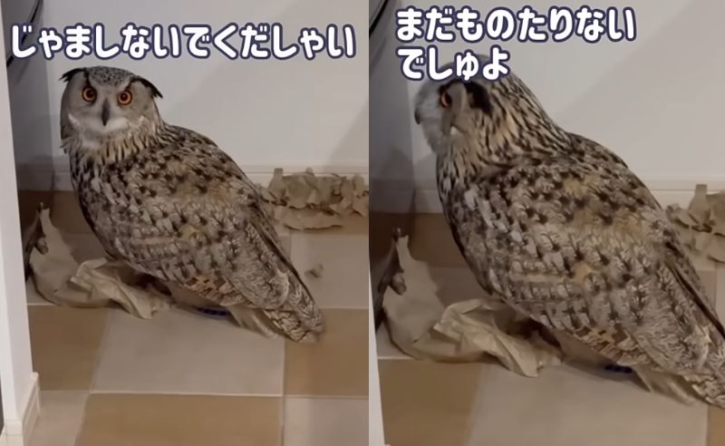 投稿動画のワンシーン
