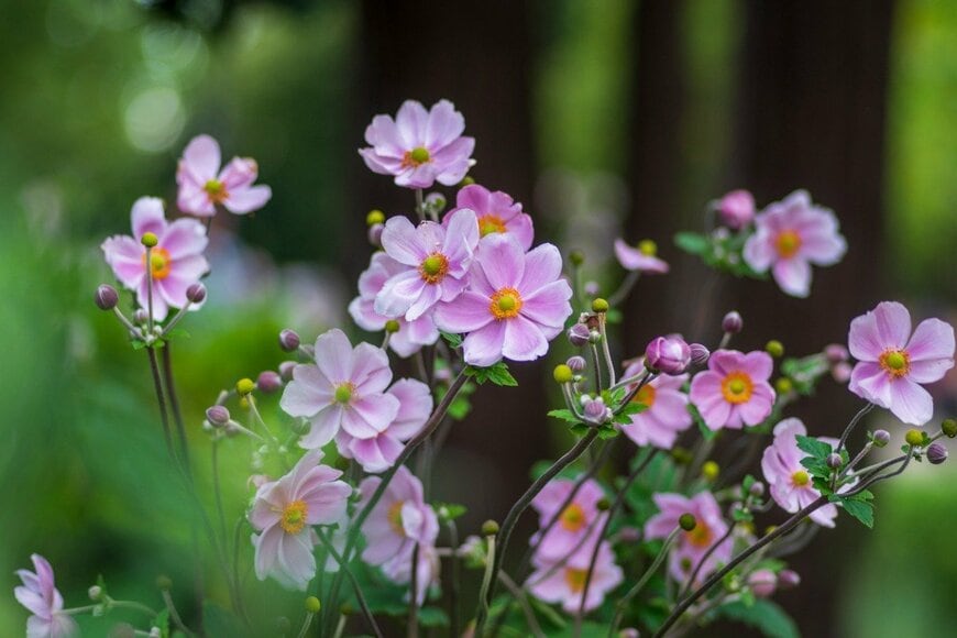 ピンクの花を咲かせるシュウメイギク