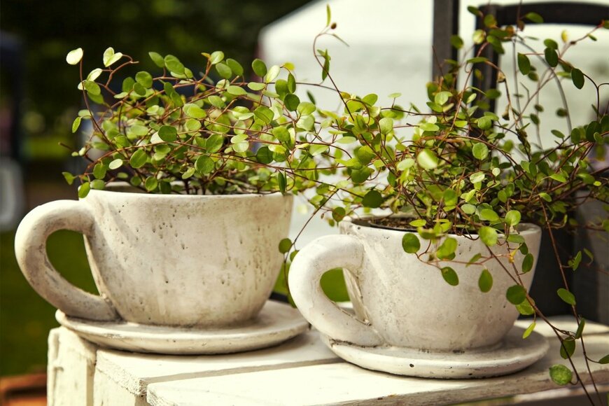 ワイヤープランツは、小さな葉を持つつる植物。白いカップに植えられている