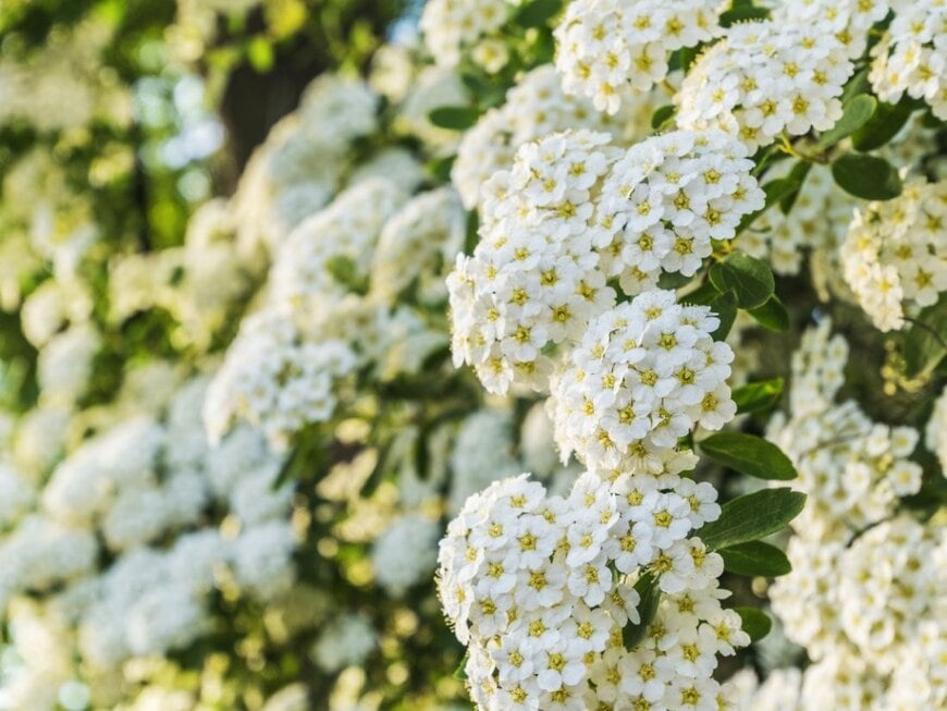 コデマリの白い花が満開