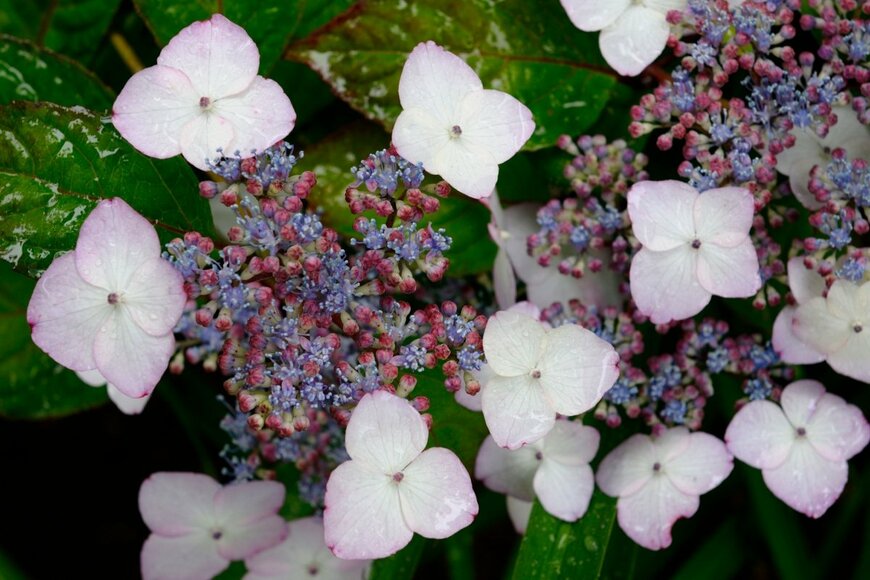 白とピンクのグラデーションが美しい、ベニガク
