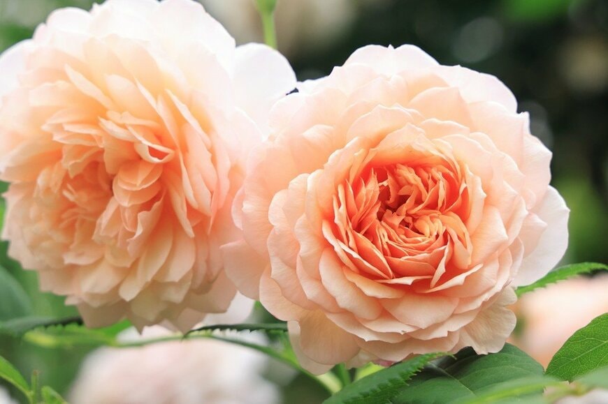 アプリコットオレンジ色のバラ、グレイス