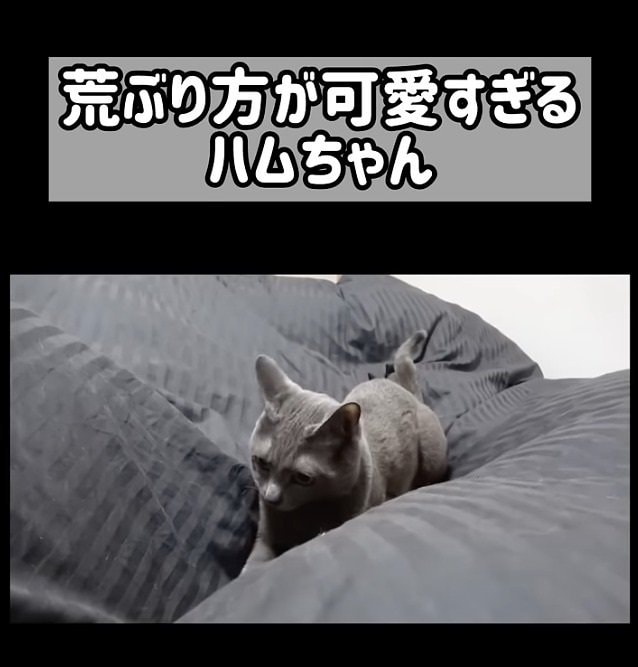 布団の上でくつろぐ猫