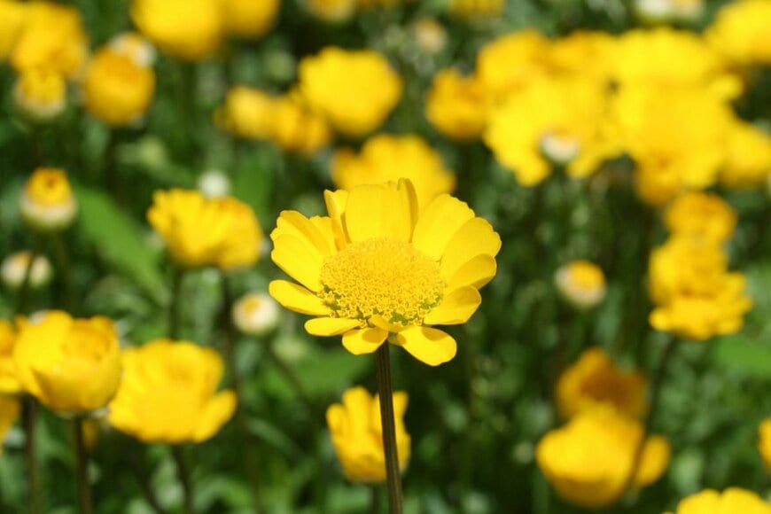 黄色いムルチコーレの花のアップ画像